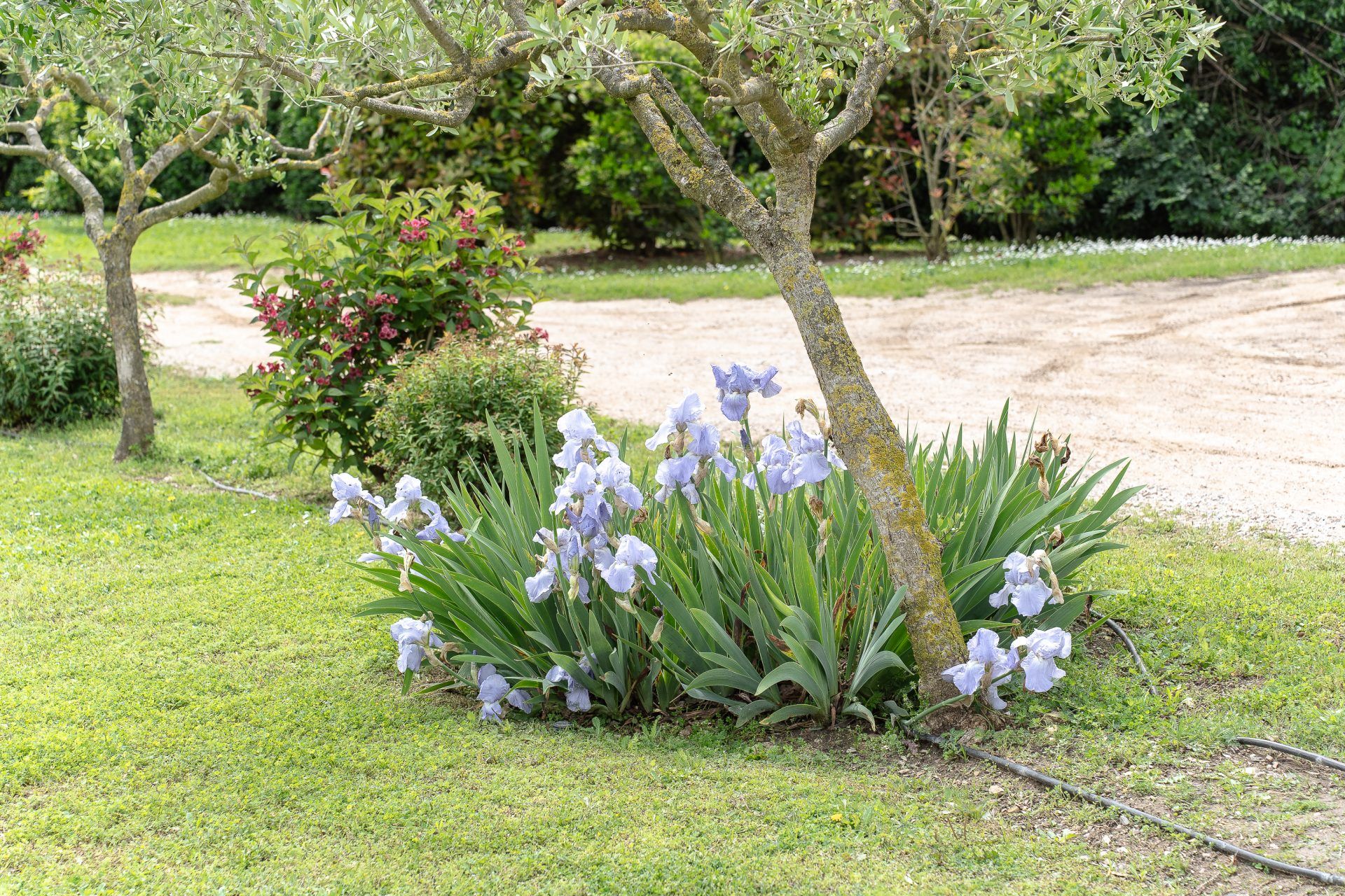 Jardín Mas Dàlia